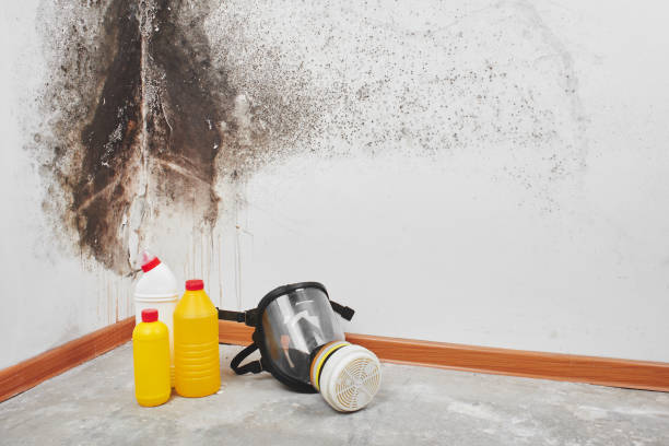 Mold Removal and Inspection in Laurens, SC