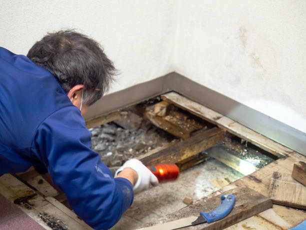 Best Mold Remediation  in Laurens, SC