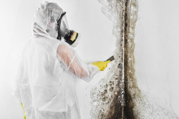 Best Home Mold Removal  in Laurens, SC