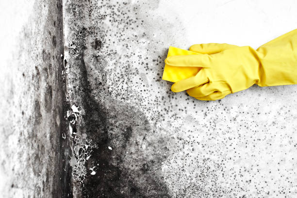 Best Local Mold Removal Service  in Laurens, SC
