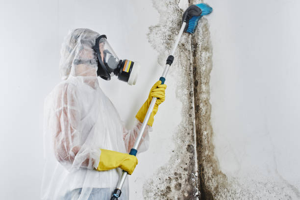 Best Toxic Mold Removal  in Laurens, SC