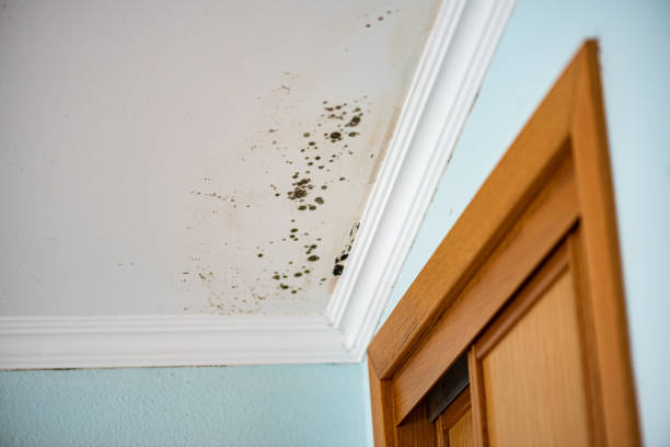 Best Mold Remediation  in Laurens, SC