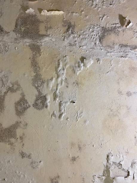 Best Mold Damage Repair  in Laurens, SC