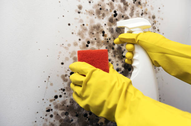 Best Home Mold Removal  in Laurens, SC
