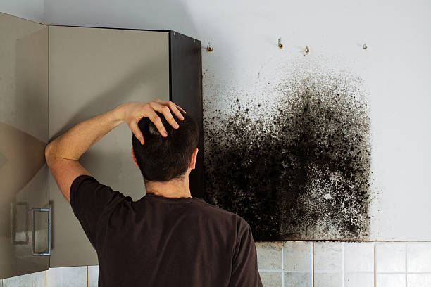 Best Attic Mold Removal  in Laurens, SC