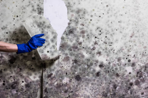 Best Black Mold Removal  in Laurens, SC