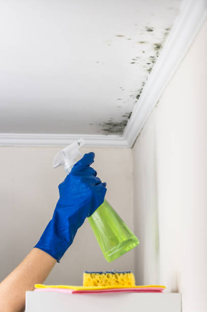 Best Best Mold Removal Companies  in Laurens, SC